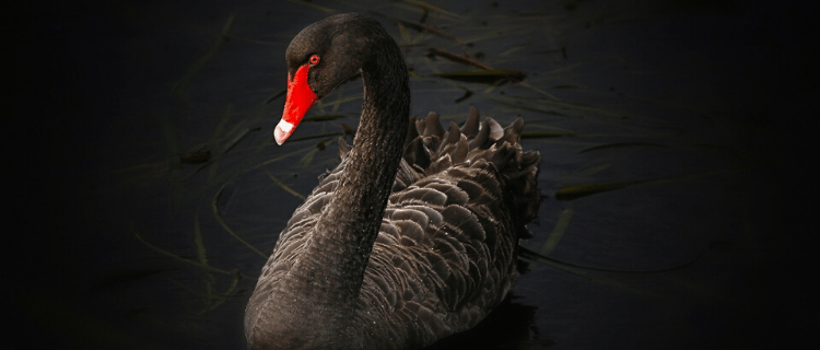 Black Swan