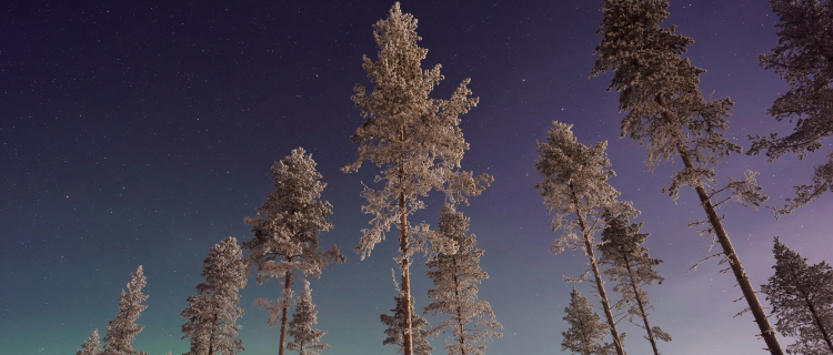 Frost covered trees. Future lifestyle spending scuppered by the Budget