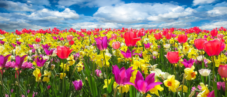 Field of tulips Why Market Drops Don’t Always Mean a Bad Year
