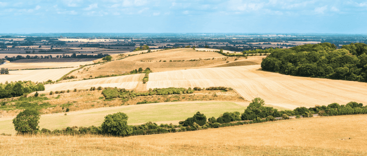 Dried, brown field landscape. How much do I need to retire